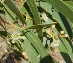Eucalyptus fasciculosa