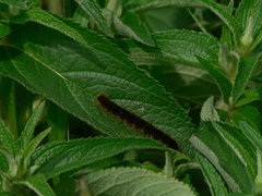 Malacosoma castrense