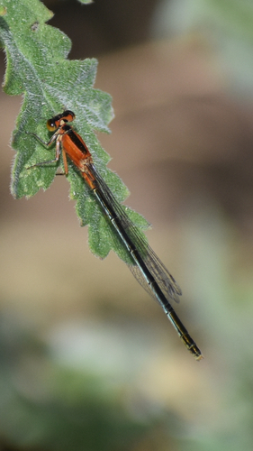 iNaturalist observation photo of Rambur's Forktail
