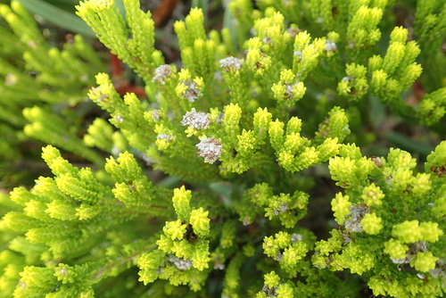 Image of Agathosma collina by no rights reserved
