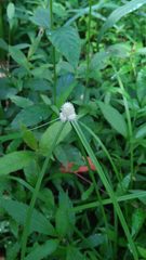 Cyperus mindorensis