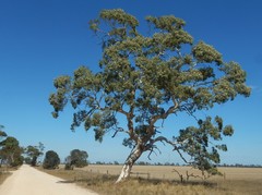 Eucalyptus fasciculosa