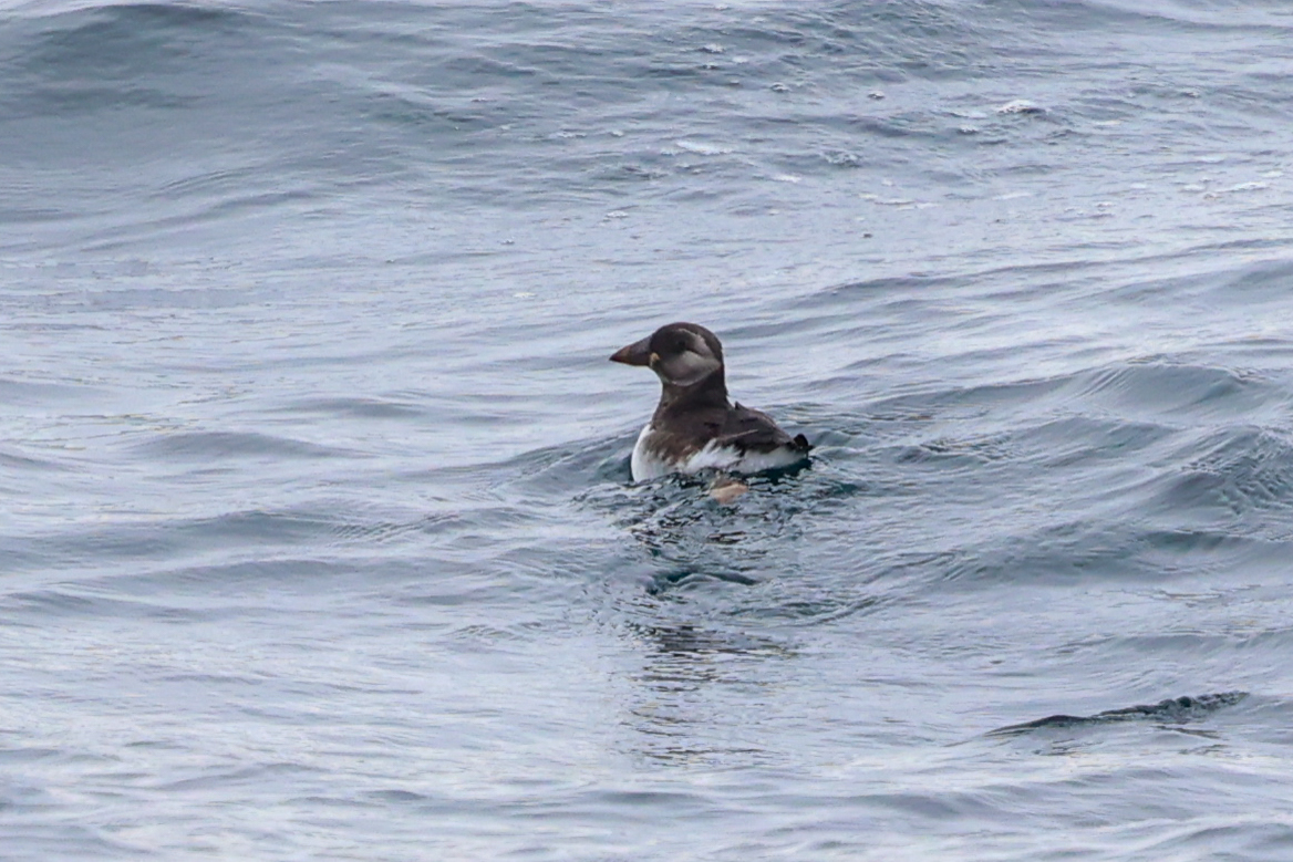 Atlantic Puffin (Fratercula arctica), photo 8