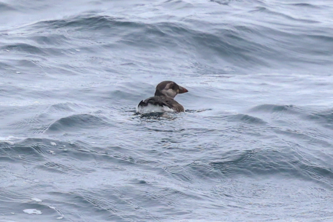 Atlantic Puffin (Fratercula arctica), photo 7