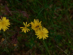 Cryptocephalus rugicollis