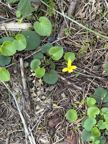 Redwood Violet (Viola sempervirens)