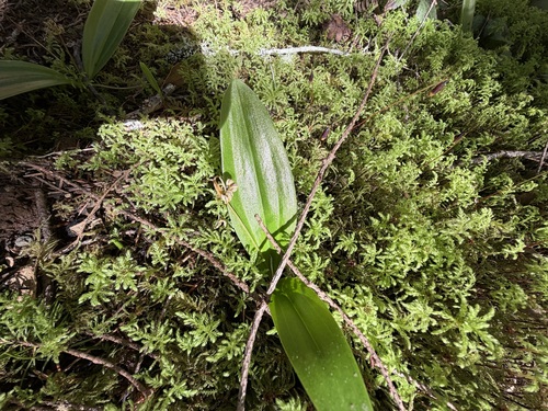 Oregon fetid adderstongue (Scoliopus hallii)