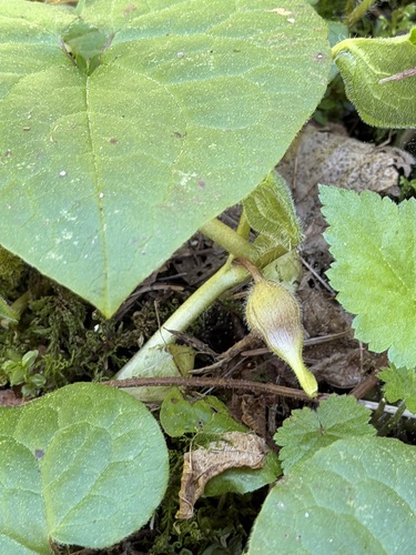 Western Wild Ginger (Asarum caudatum)