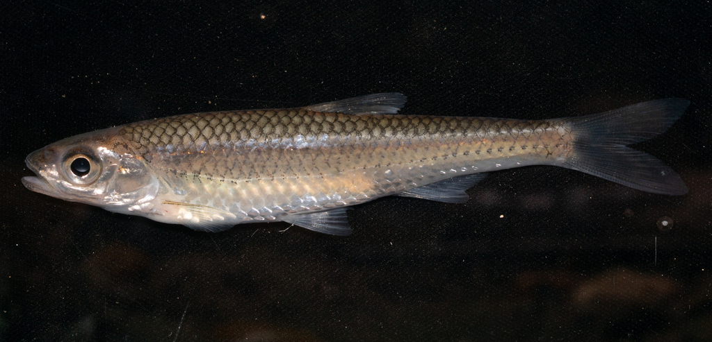 Sandbar shiner (Notropis scepticus) — Cyprinidae