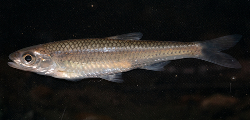 Zandbank-shiner (Notropis scepticus) — Cyprinidae