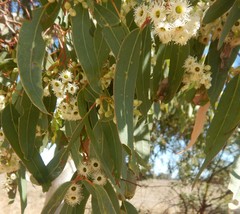 Eucalyptus fasciculosa