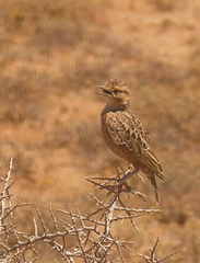 Chersomanes albofasciata