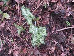 Arum italicum italicum