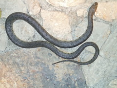 Cerberus schneiderii