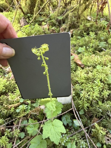 Mitellastra caulescens, photograph 3
