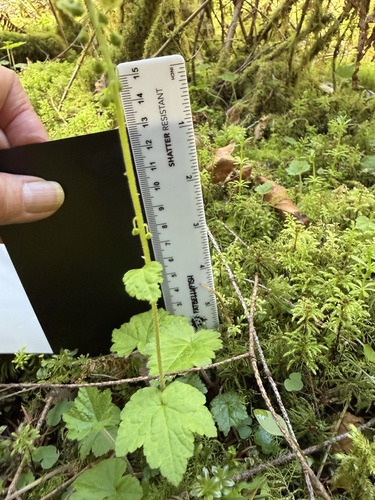 Mitellastra caulescens, photograph 2