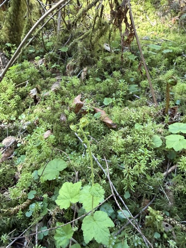 Mitellastra caulescens, photograph 4