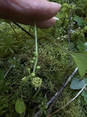 Judi Sanders, CC BY, iNaturalist via GBIF Mitellastra caulescens, photograph Judi Sanders, CC BY, iNaturalist via GBIF