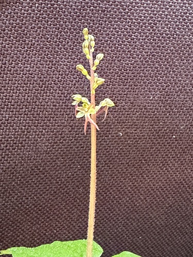 Heartleaf Twayblade (Neottia cordata)