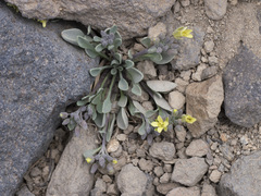 Physaria occidentalis