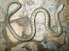 Cerberus schneiderii