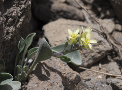 Physaria occidentalis