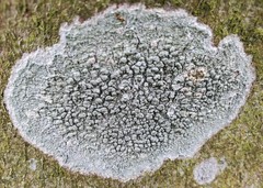 Pertusaria pertusa