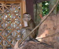 Macaca fascicularis philippensis