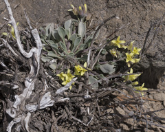 Physaria occidentalis