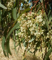 Eucalyptus fasciculosa