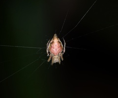 Eriovixia pseudocentrodes