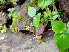 Elaphroconcha