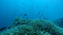 Acanthurus thompsoni