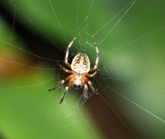 Neoscona menghaiensis