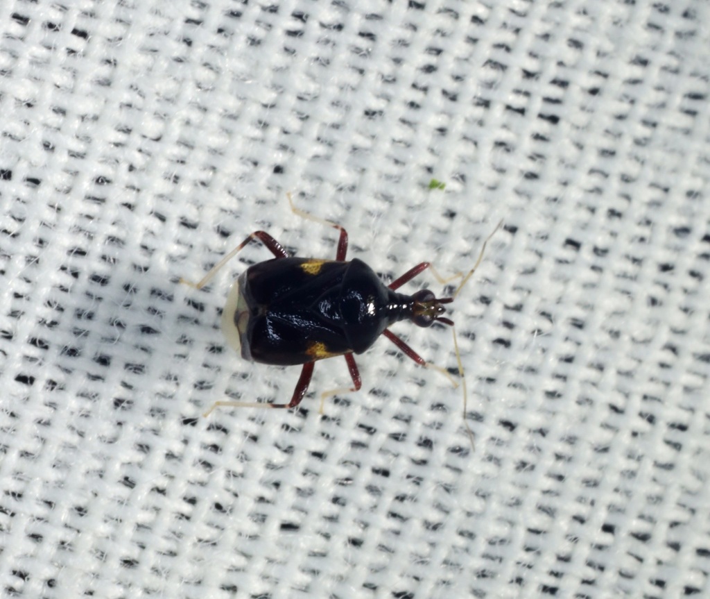 Fingulus ruficeps
