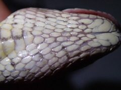 Cerberus schneiderii