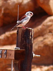 Polihierax semitorquatus