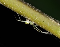 Thwaitesia margaritifera