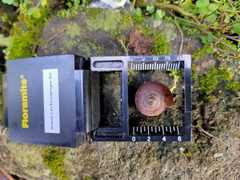 Elaphroconcha