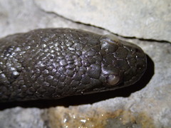 Cerberus schneiderii