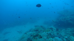 Acanthurus thompsoni