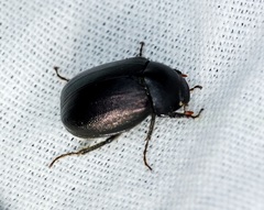 Apogonia cribricollis