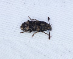 Basitropis nitidicutis