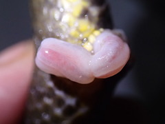 Cerberus schneiderii