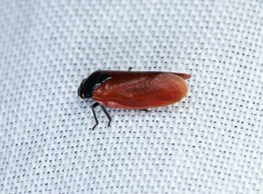 Eoscarta karschi