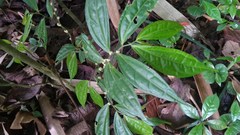 Elatostema