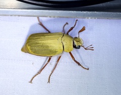 Cyphochilus apicalis