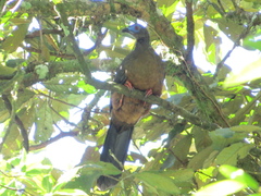 Chamaepetes goudotii