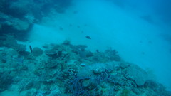 Acanthurus thompsoni