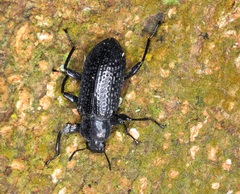 Derosphaerus sinensis